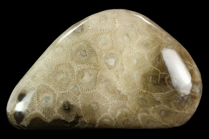 Polished Petoskey Stone (Fossil Coral) - Michigan #131063